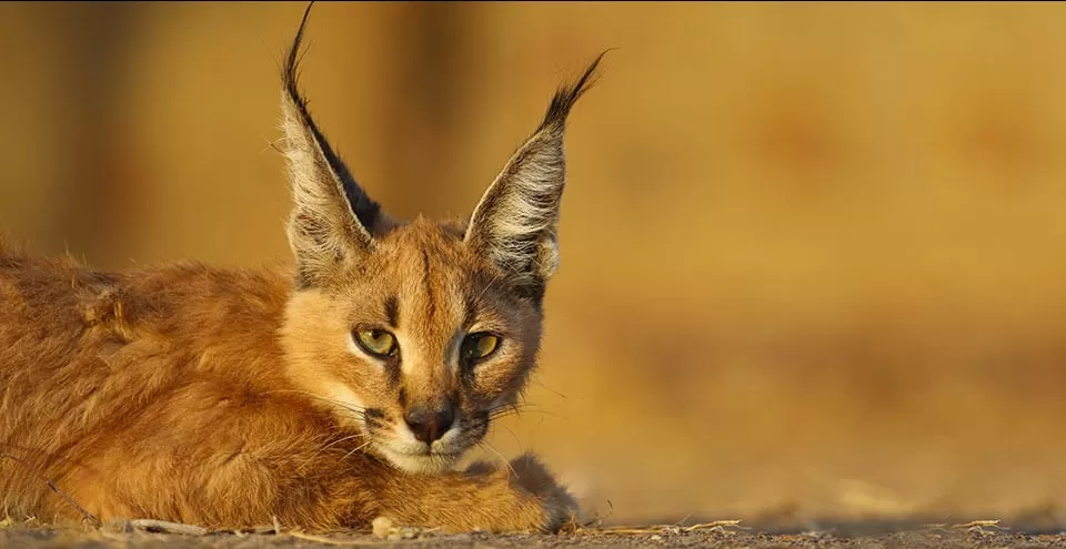 Photo of Karauli by BUSINESS BITES