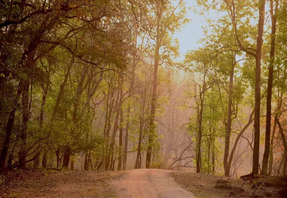 Photo of Kanha National Park by BUSINESS BITES
