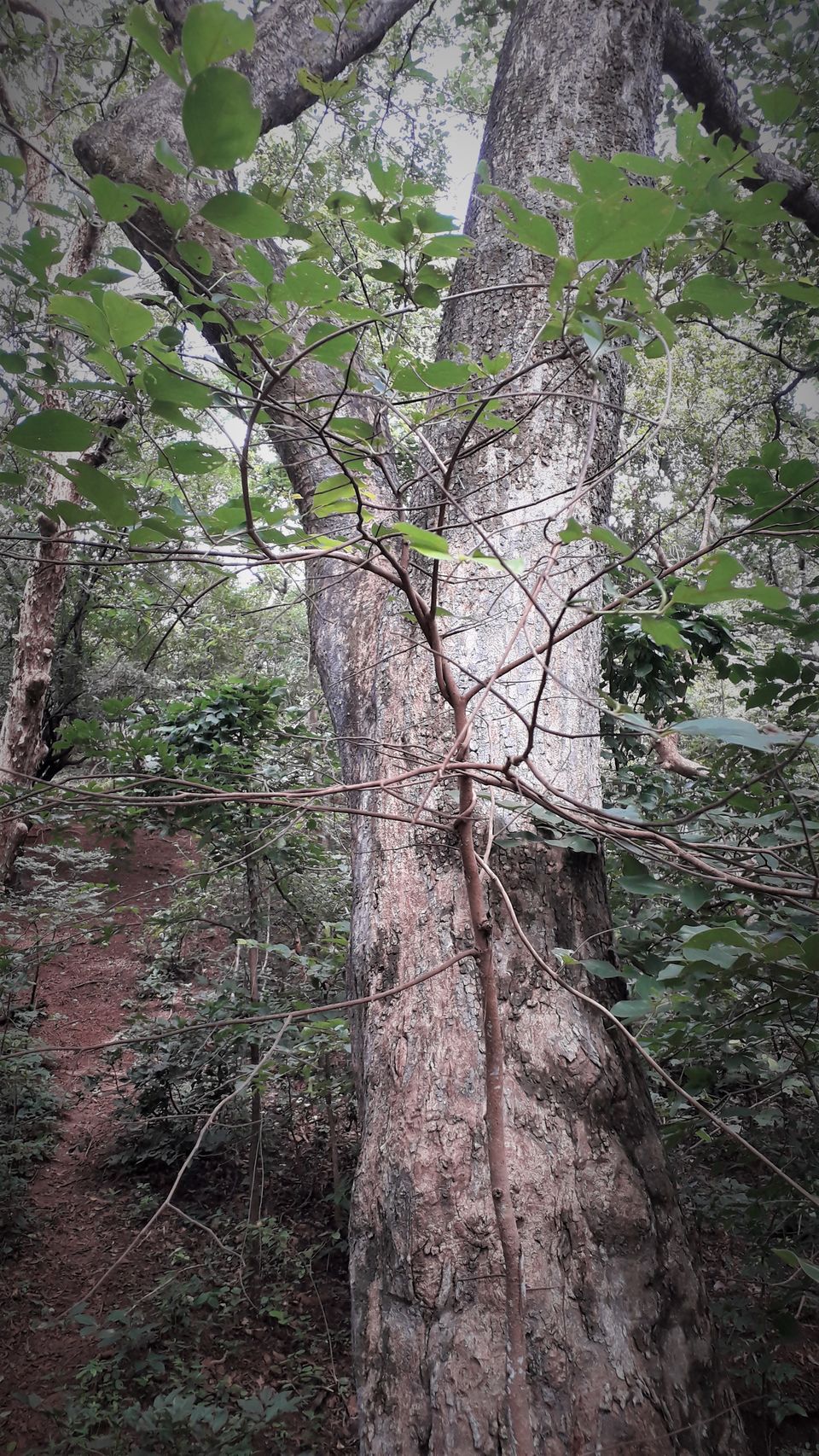 Photo of Anantagiri Hills: A bike expedition by Rachit Agrawal