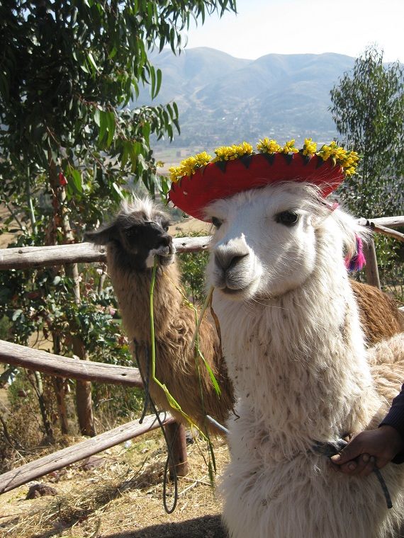 Photo of Inca Trail in Style 2/18 by Matthew Graham