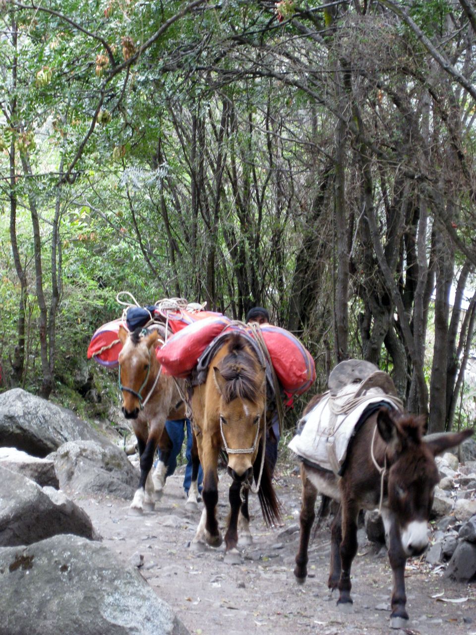 Photo of Inca Trail in Style 16/18 by Matthew Graham