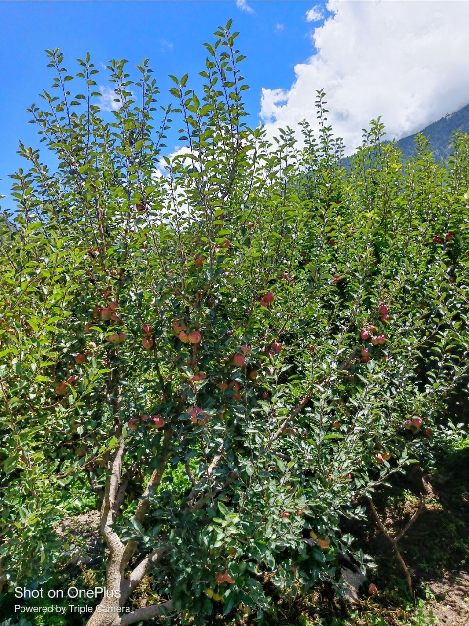 Photo of हर्षिल वैली की यात्रा by Shiv Sarle