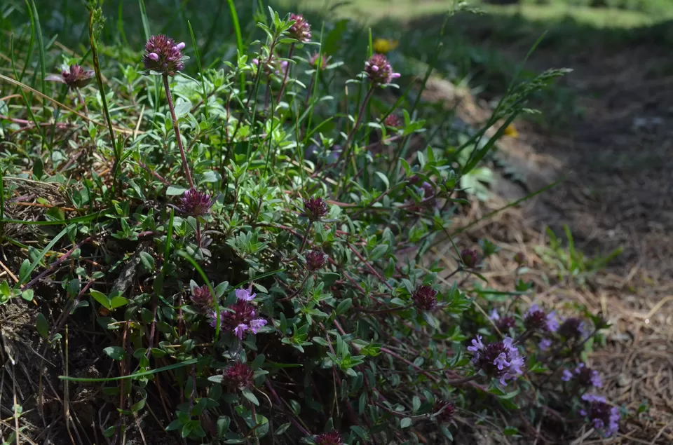 Photo of Kharapathar, Himachal Pradesh, India by Beyond the Horizon: HIMALAYAS
