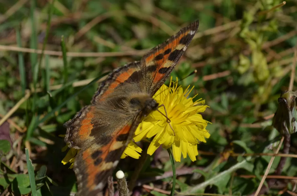 Photo of Kharapathar, Himachal Pradesh, India by Beyond the Horizon: HIMALAYAS