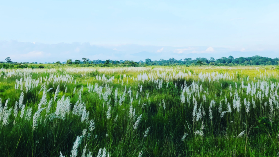 Photo of How To Travel to Manas National Park by Thrillious