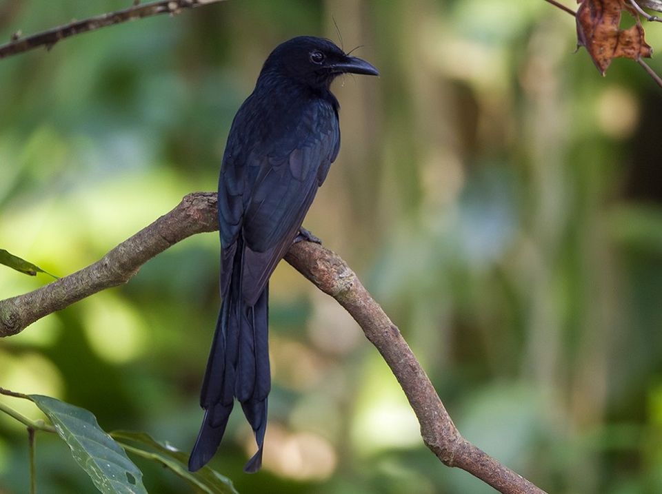 Photo of 9 Intriguing Things Nobody had Told You about Mount Harriet National Park in Andaman 4/4 by Ariees Grand