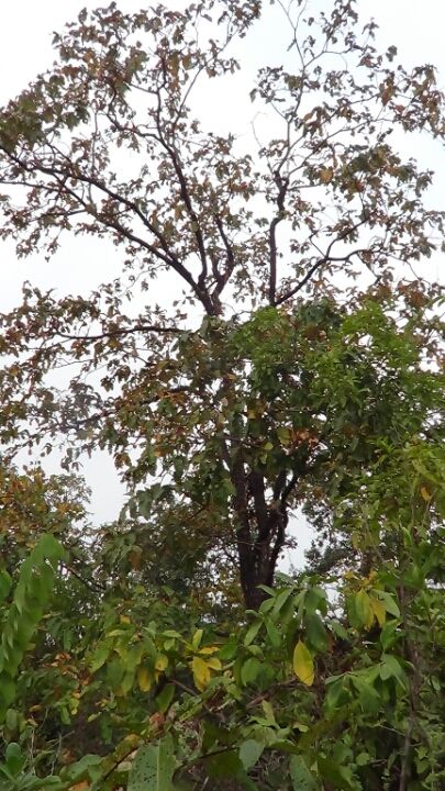 Photo of Eturnagaram, Eturnagaram, Telangana, India by Arshad Irfan