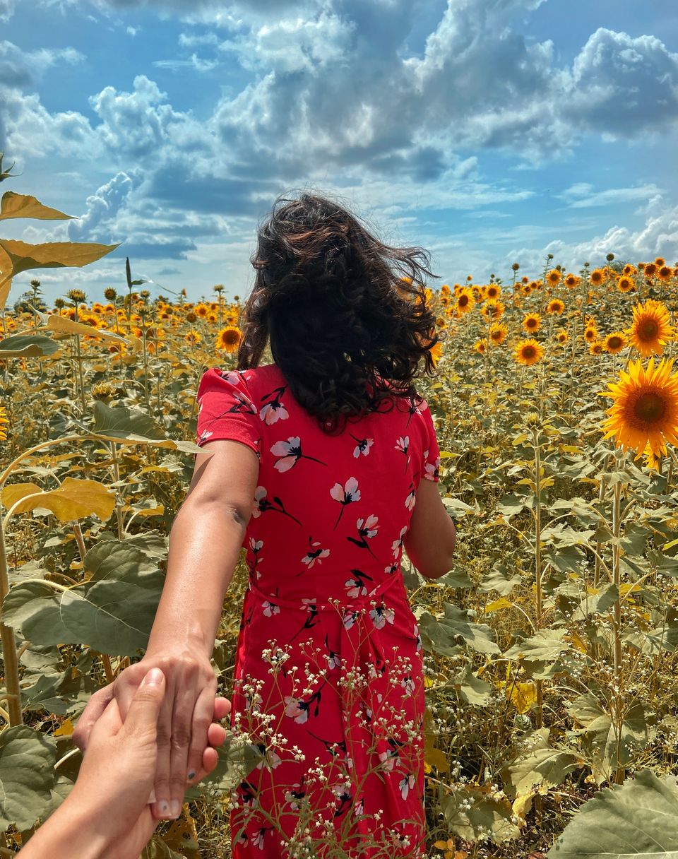 Photo of Chasing Sunflowers by Divya Daga