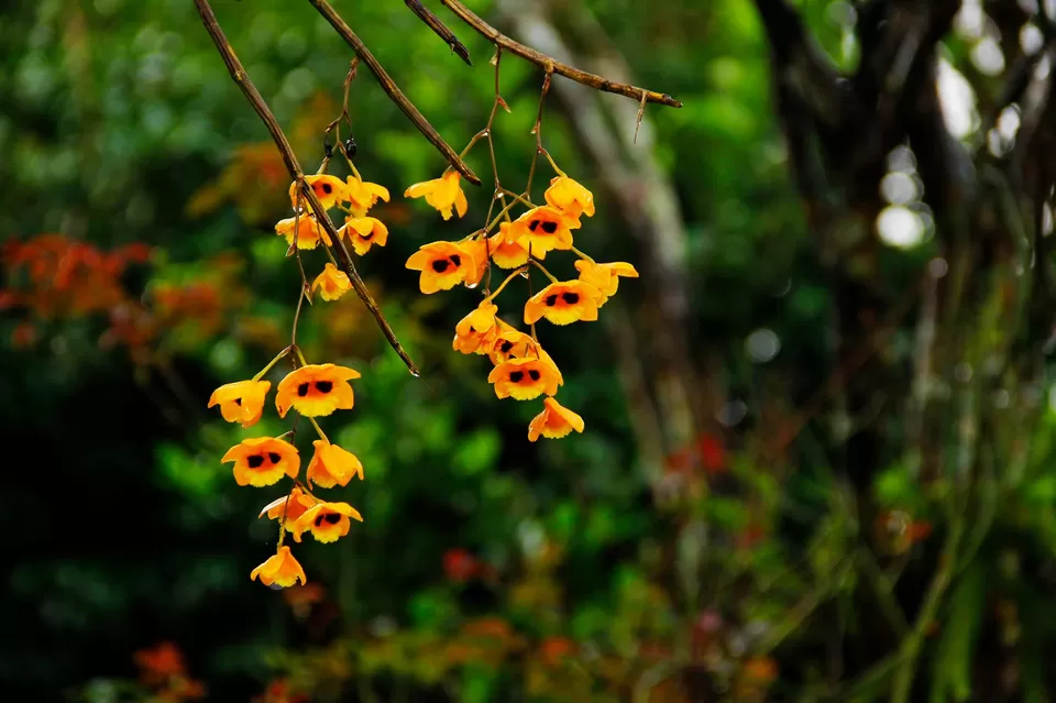Photo of Cherapunjee, Meghalaya by Priyanka Gupta
