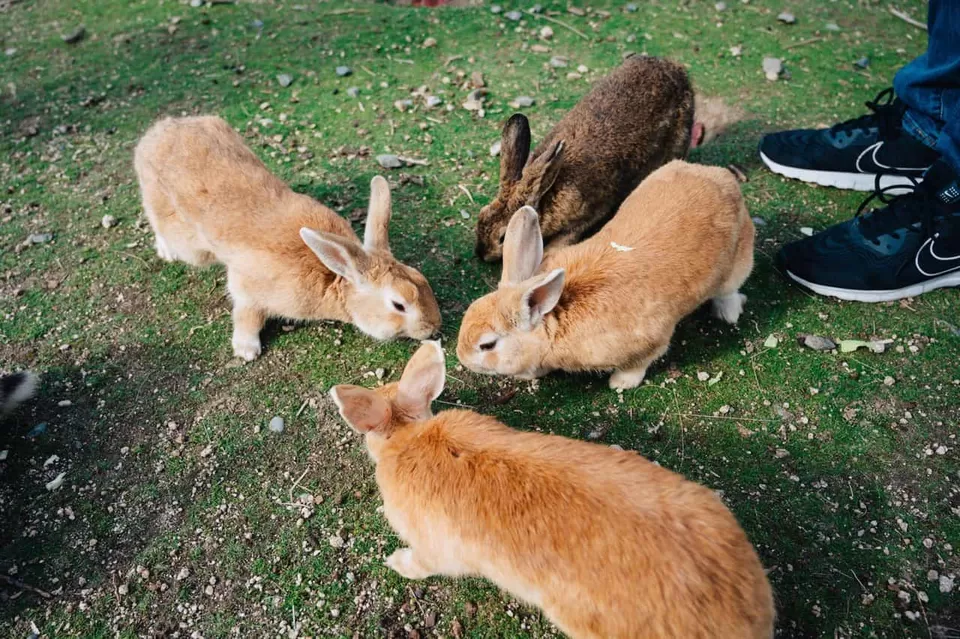 Photo of Ōkunoshima, Tadanoumichō, Takehara, Hiroshima, Japan by Surjatapa Adak