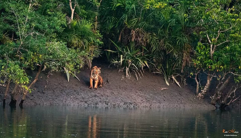 Photo of Sunderban Tiger View Point, Gosaba, West Bengal, India by Surjatapa Adak