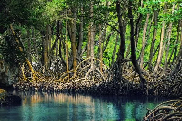 Photo of Pichavaram Mangrove Forest, Post, Vadakku Pichavaram, Pichavaram, Tamil Nadu, India by Surjatapa Adak