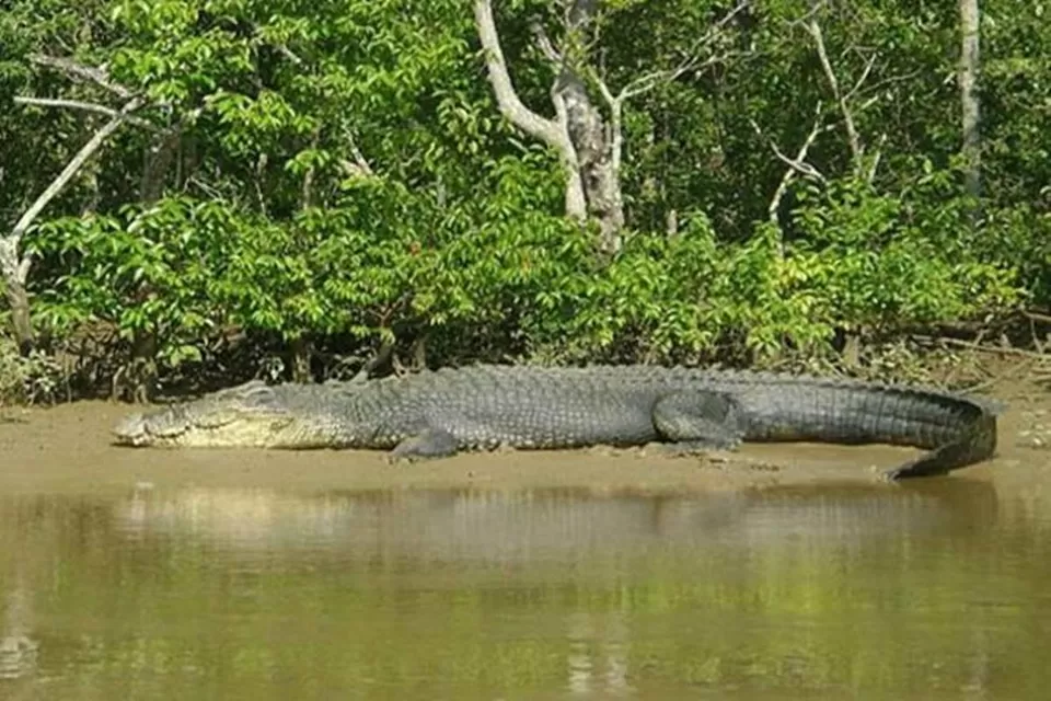Photo of Bhitarkanika National Park, Paramanandapur, Odisha, India by Surjatapa Adak