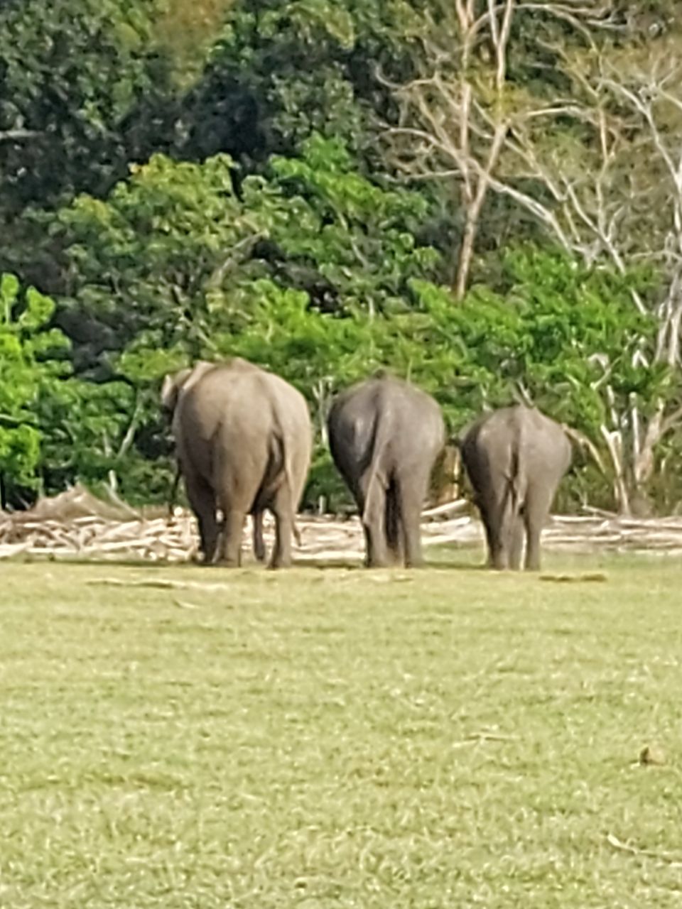 Photo of New years at a jungle resort in Kabini by Two Tickets Only