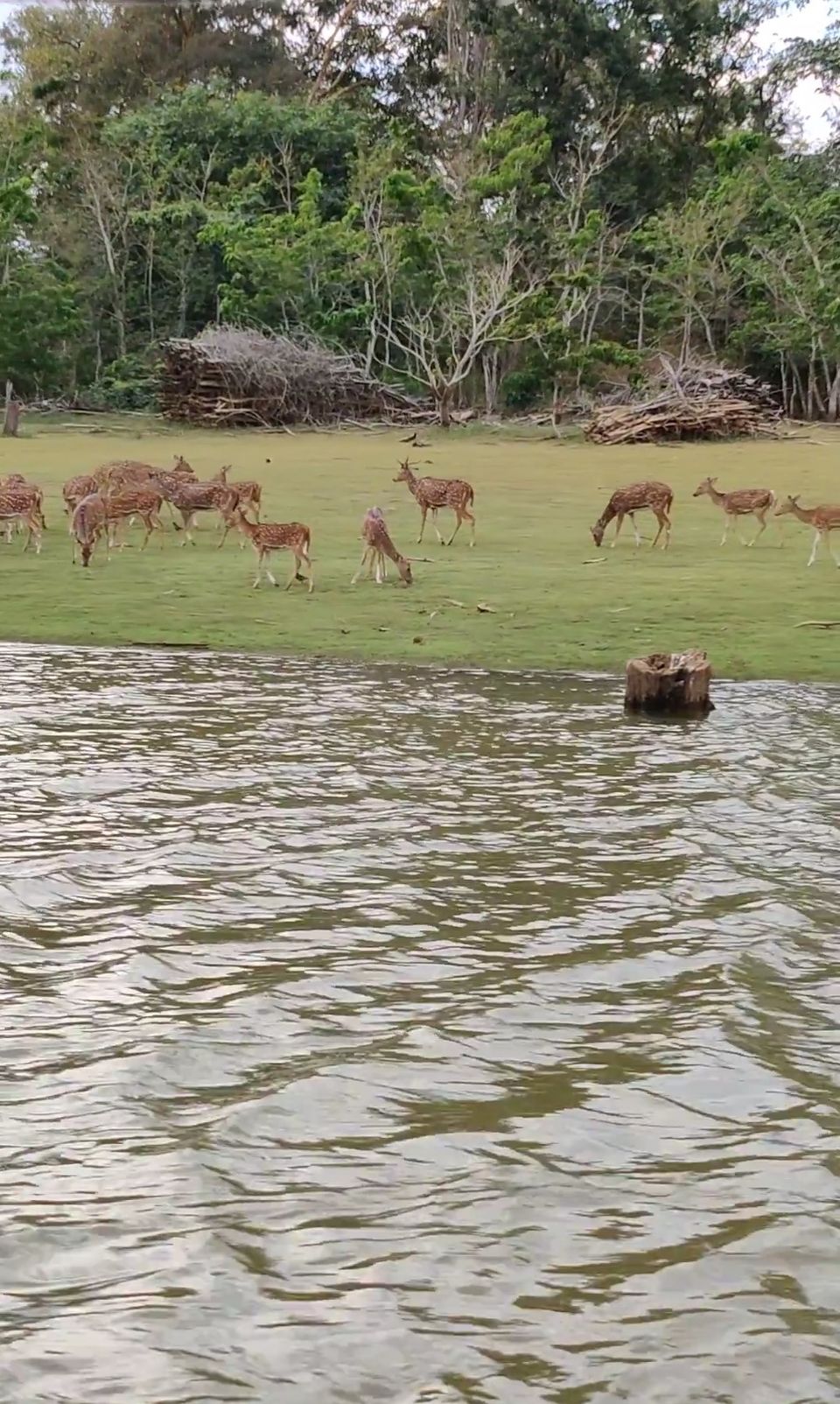 Photo of New years at a jungle resort in Kabini by Two Tickets Only