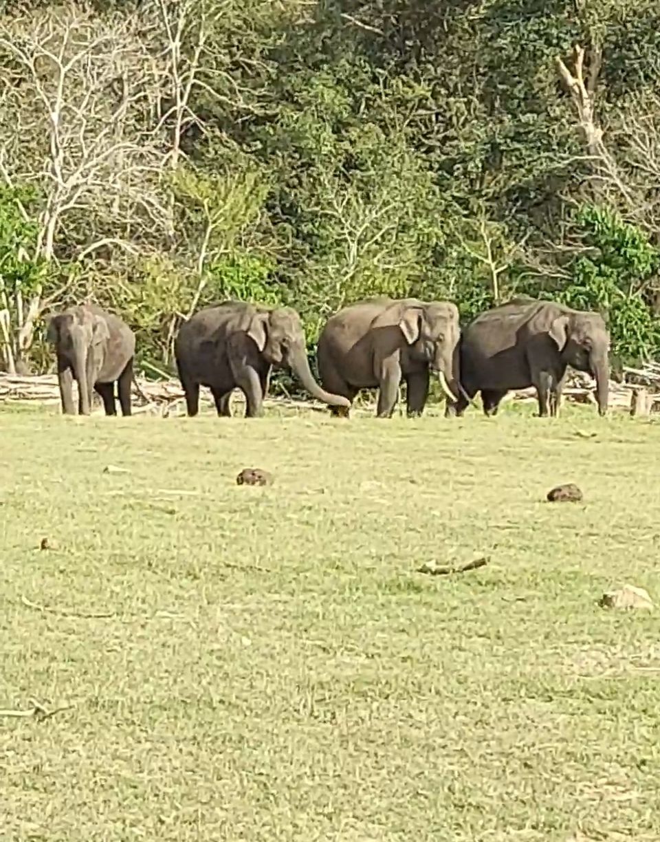 Photo of New years at a jungle resort in Kabini by Two Tickets Only