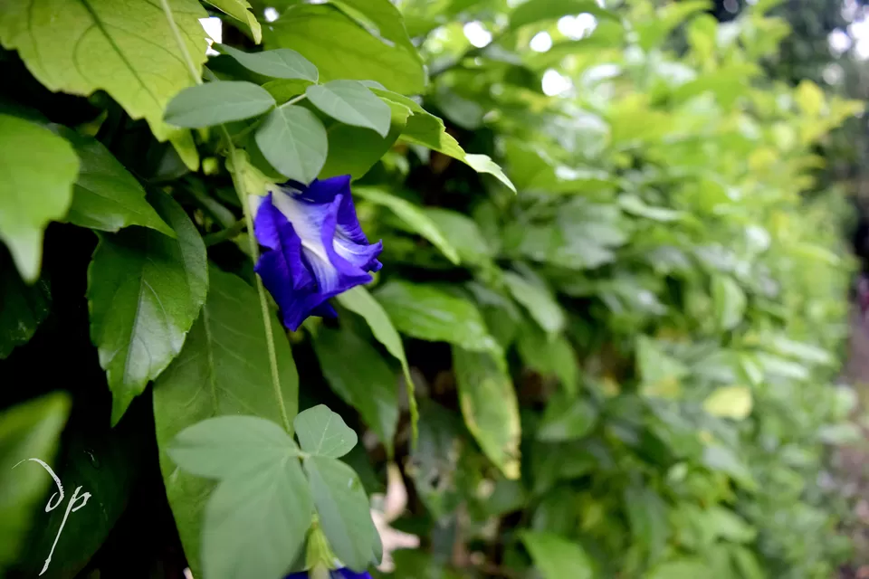 Photo of Diveagar, Maharashtra, India by debshraddha panda