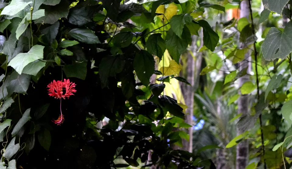 Photo of Diveagar, Maharashtra, India by debshraddha panda