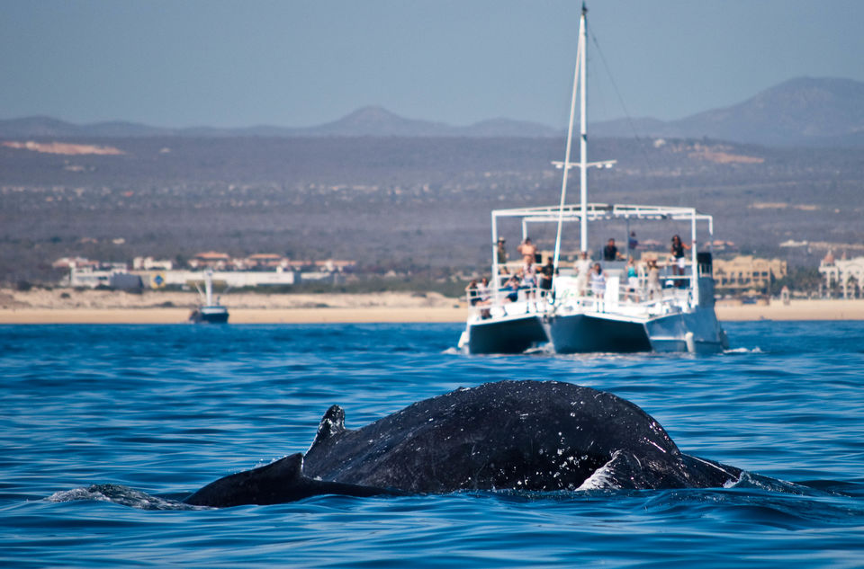 Photo of Cabo San Lucas, Mexico by Jenny McIver