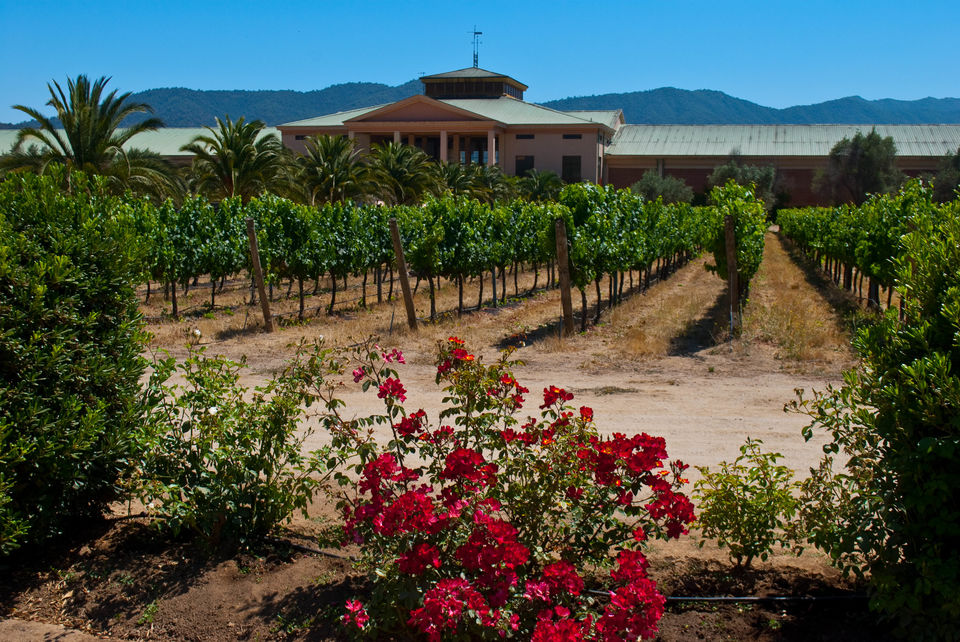 Photo of Veramonte, Casablanca, Chile by Jenny McIver