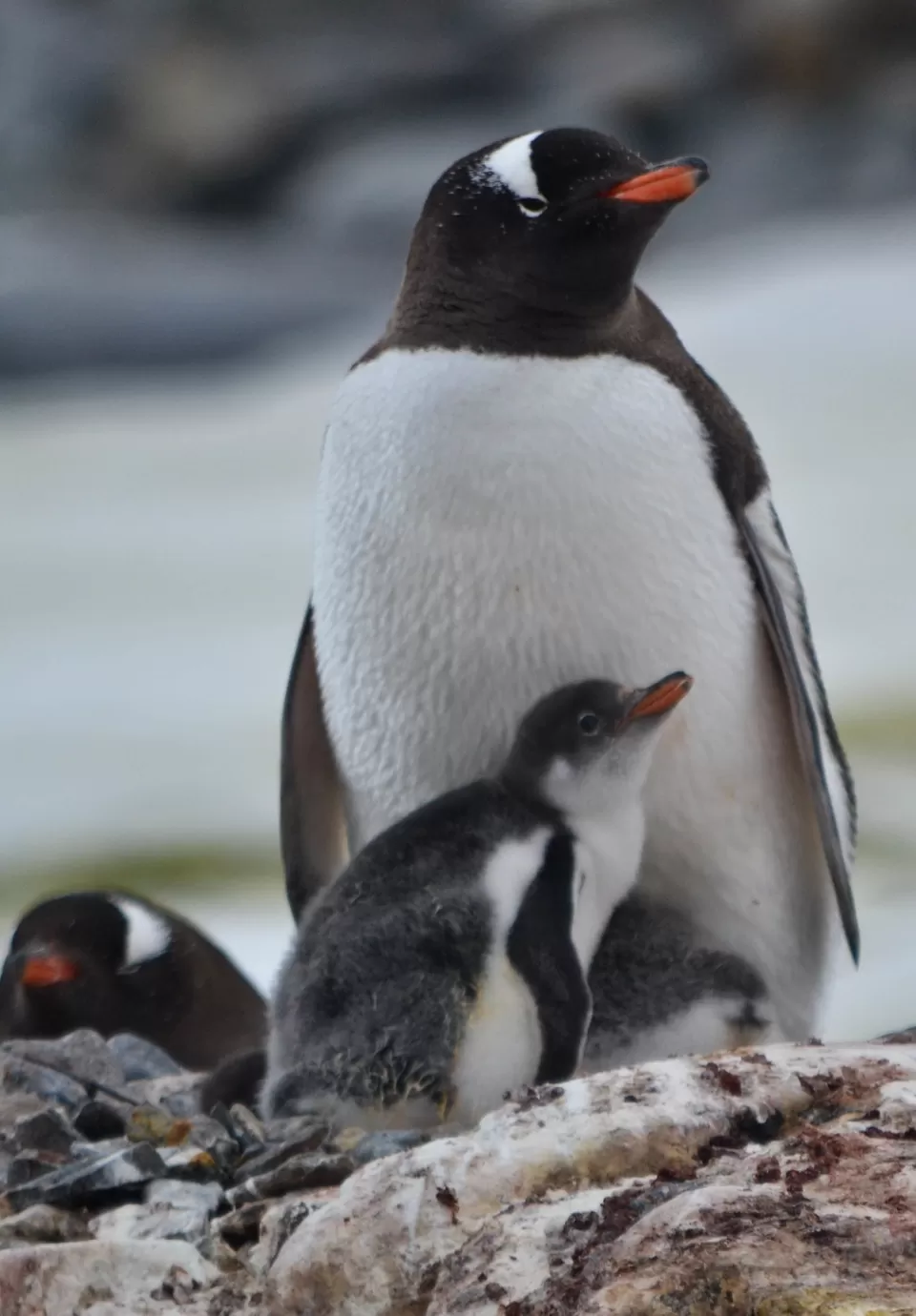 Photo of Petermann Island, Antarctica by Jenny McIver