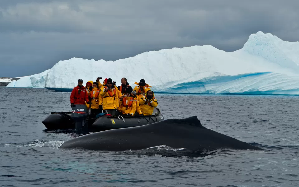 Photo of Pleneau Island, Antarctica by Jenny McIver