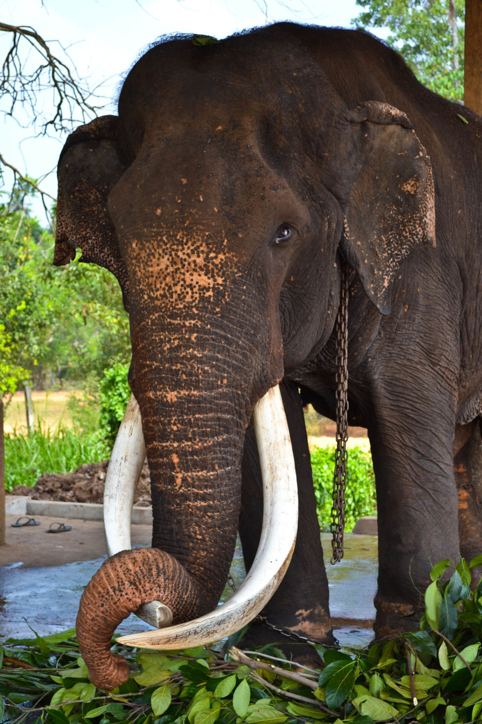 Photo of Pinnawala Elephant Orphanage, Karandupona-Rambukkna Road, Pinnawala, Sabaragamuwa Province, Sri Lanka by Jenny McIver