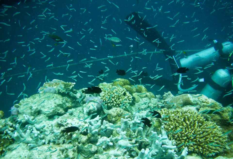 Photo of Great Barrier Reef, Australia by Jenny McIver