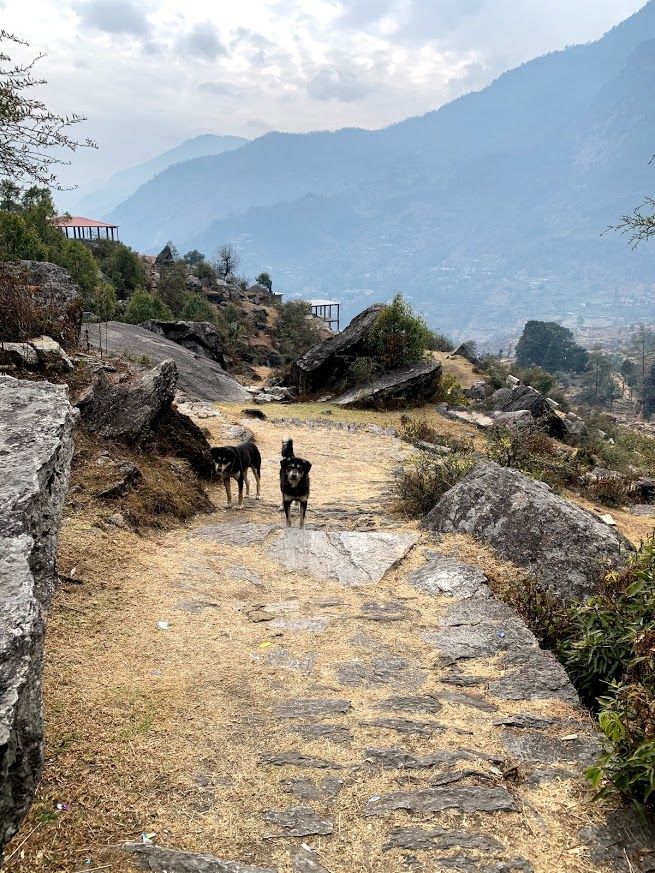 Photo of Birthi Water Fall, Munsyari Road, Uttarakhand, India by suraj bisht