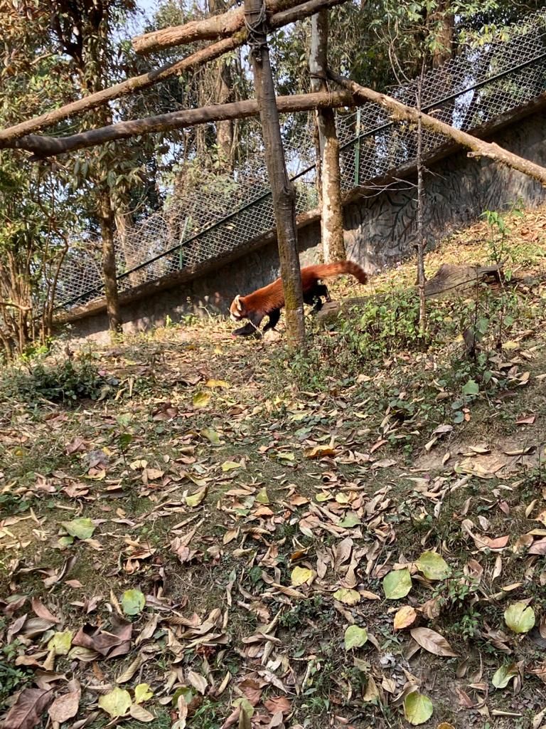 Photo of Padmaja Naidu Himalayan Zoological Park & Himalayan Mountaineering Institute, Darjeeling - Jorethang Road, near Birch Hill Resort, Jawahar Parbat, Darjeeling, West Bengal, India by Bhatura&Samosa