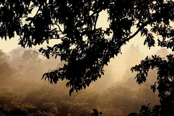 Photo of Jim Corbett National Park– Death of a Barking Deer 1/8 by Anuraag