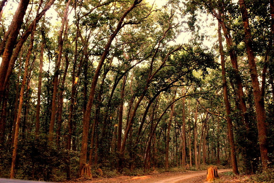 Photo of Jim Corbett National Park– Death of a Barking Deer 3/8 by Anuraag