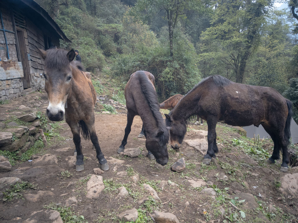 Photo of Trek to TheKhangchendzonga National Park 7/22 by TRIDIPTA GHOSH