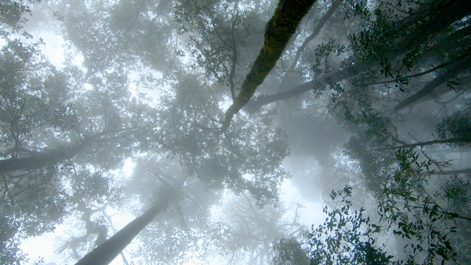 Photo of Trek to TheKhangchendzonga National Park 9/22 by TRIDIPTA GHOSH