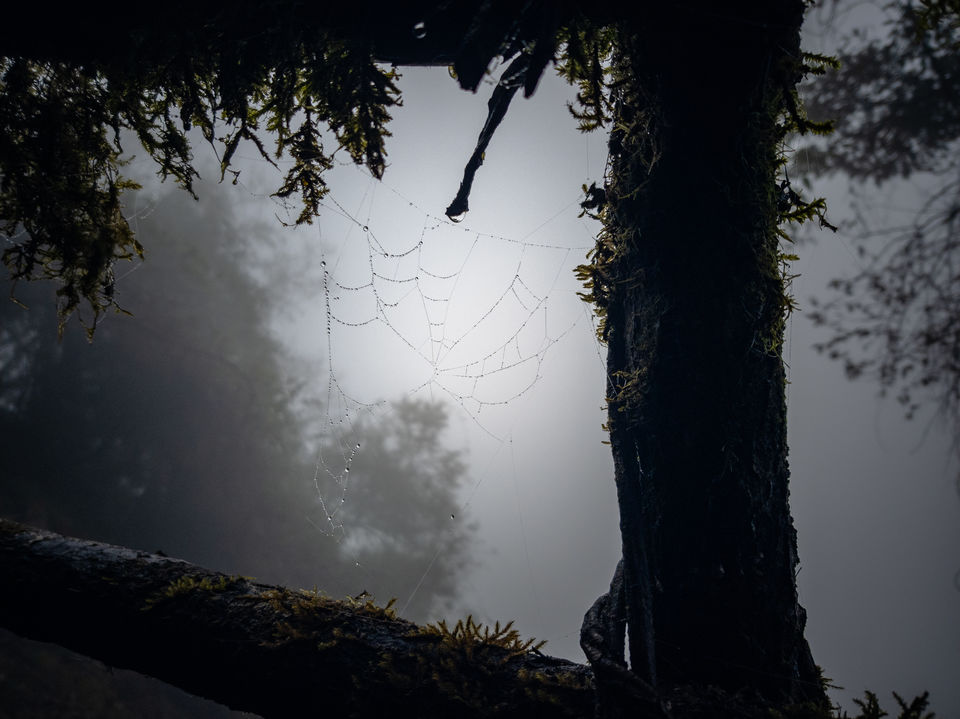 Photo of Trek to TheKhangchendzonga National Park 19/22 by TRIDIPTA GHOSH