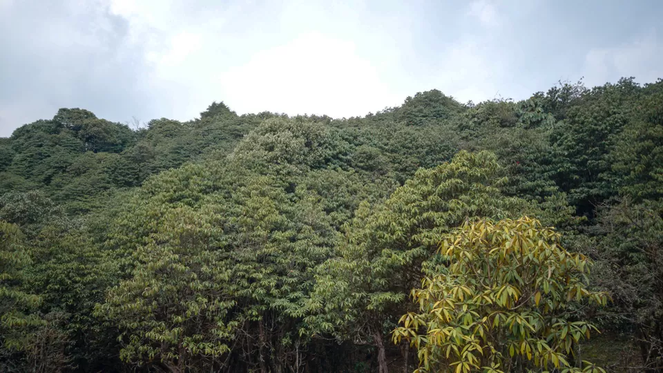 Photo of Barsey Rhododendron Sanctuary, Sikkim, India by TRIDIPTA GHOSH