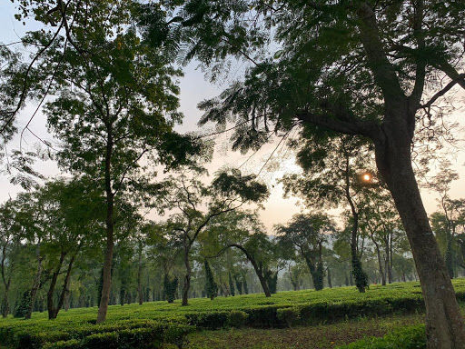 Photo of Hop With Me to Kaziranga by Hrishiraj Talukdar