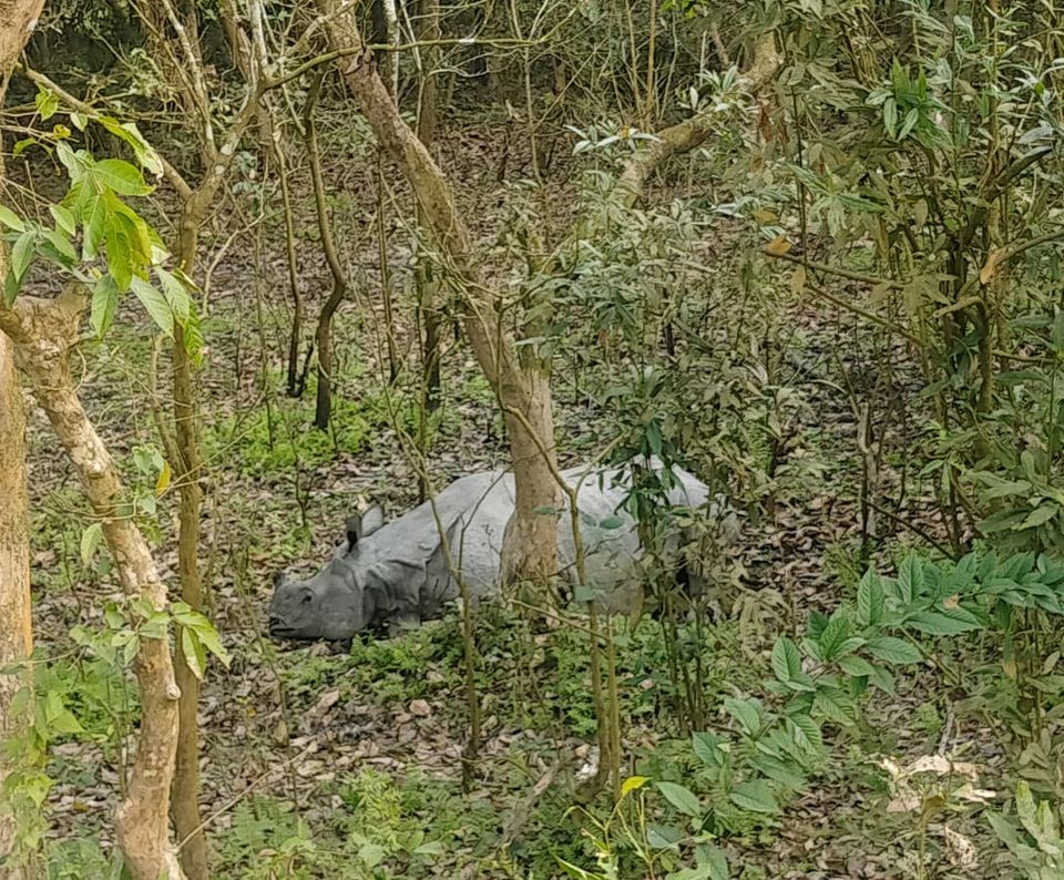 Photo of Hop With Me to Kaziranga 4/7 by Hrishiraj Talukdar