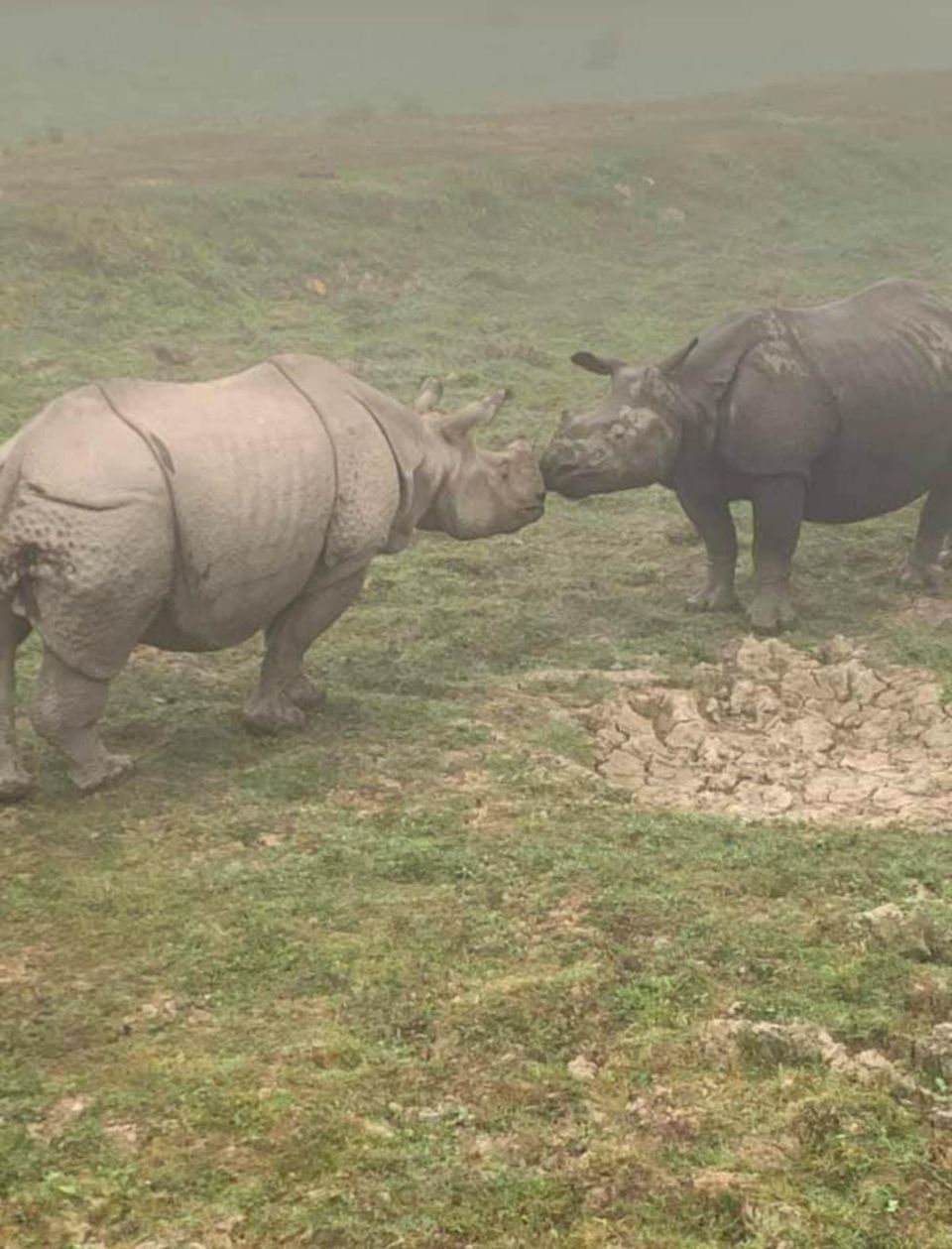 Photo of Hop With Me to Kaziranga 5/7 by Hrishiraj Talukdar