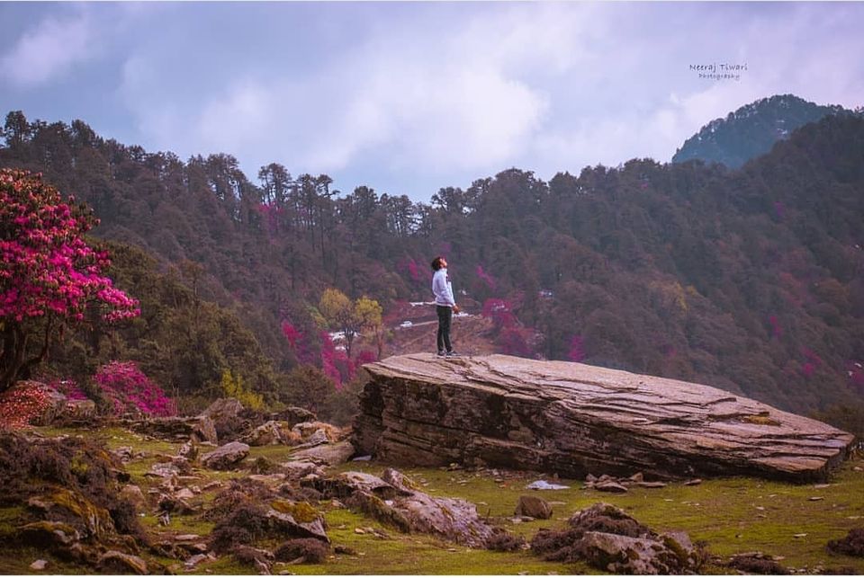 Photo of Chopta Valley Turning Red- A valley of Rhododendron by Himalaya Resort Chopta