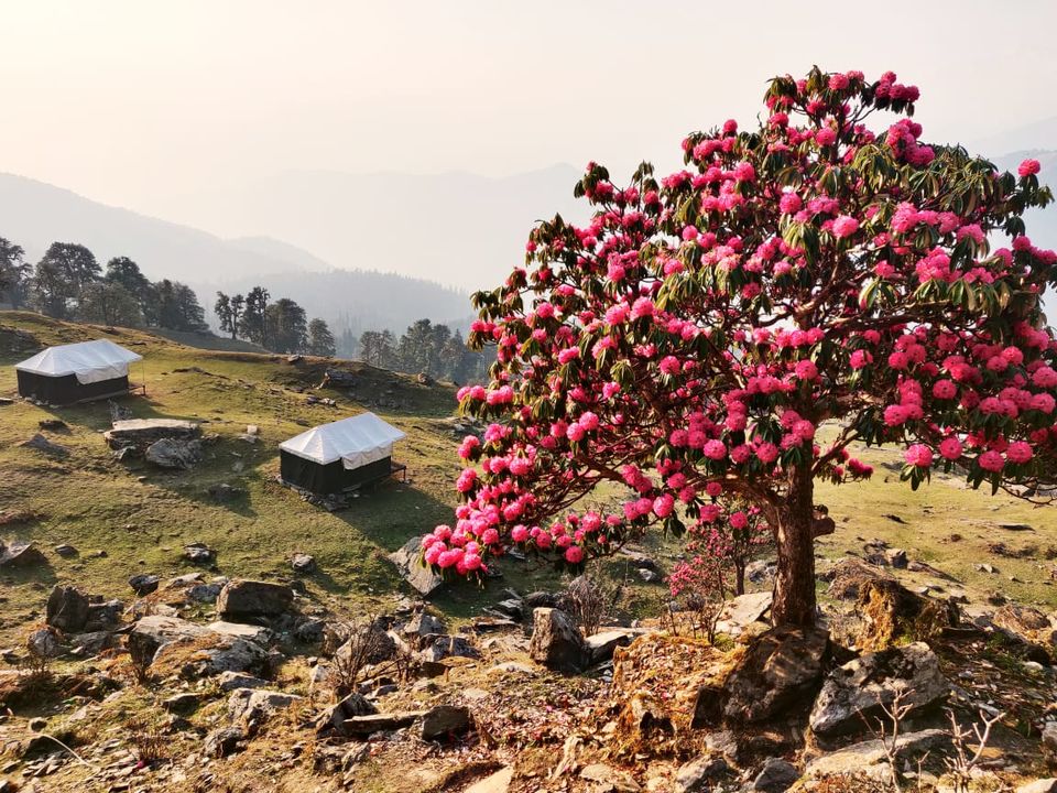 Photo of Chopta Valley Turning Red- A valley of Rhododendron 2/3 by Himalaya Resort Chopta