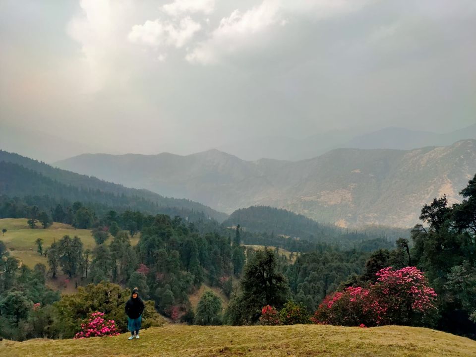 Photo of Chopta Valley Turning Red- A valley of Rhododendron 3/3 by Himalaya Resort Chopta