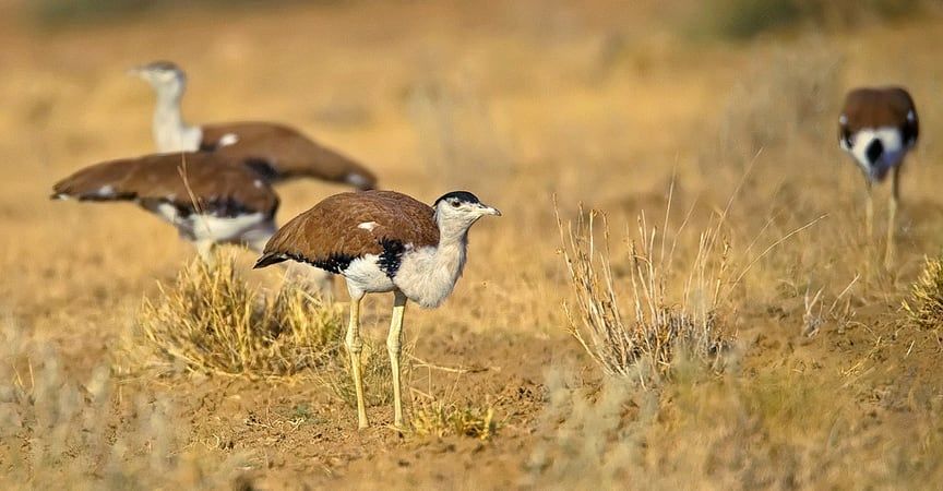 Photo of DESRT NATIONAL PARK by Gurii vlogs