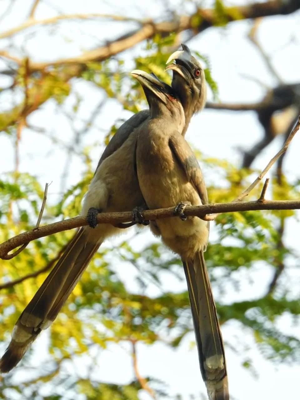 Photo of पक्षियों की अद्भुत दुनिया में तीन अविस्मरणीय दिन... by Kunal Mishra