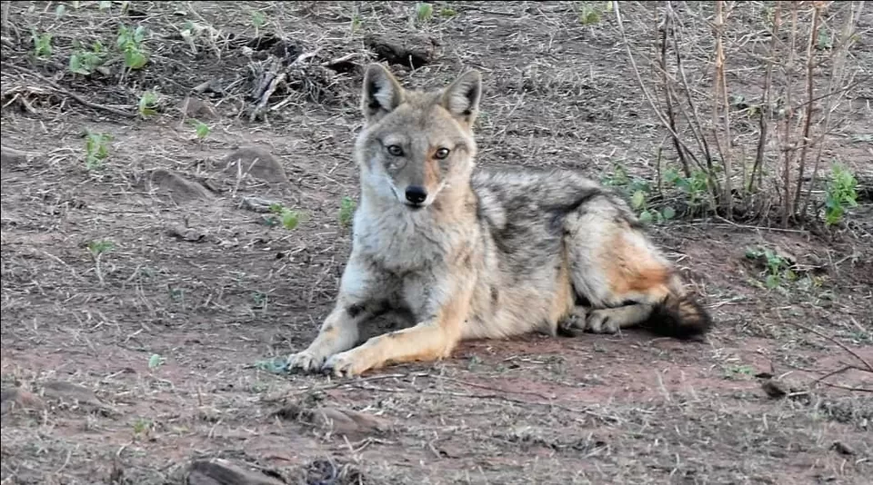 Photo of पक्षियों की अद्भुत दुनिया में तीन अविस्मरणीय दिन... by Kunal Mishra