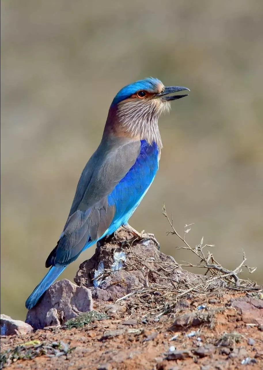 Photo of पक्षियों की अद्भुत दुनिया में तीन अविस्मरणीय दिन... by Kunal Mishra