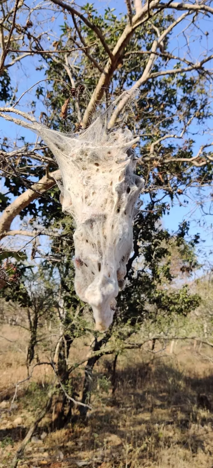 Photo of पक्षियों की अद्भुत दुनिया में तीन अविस्मरणीय दिन... by Kunal Mishra