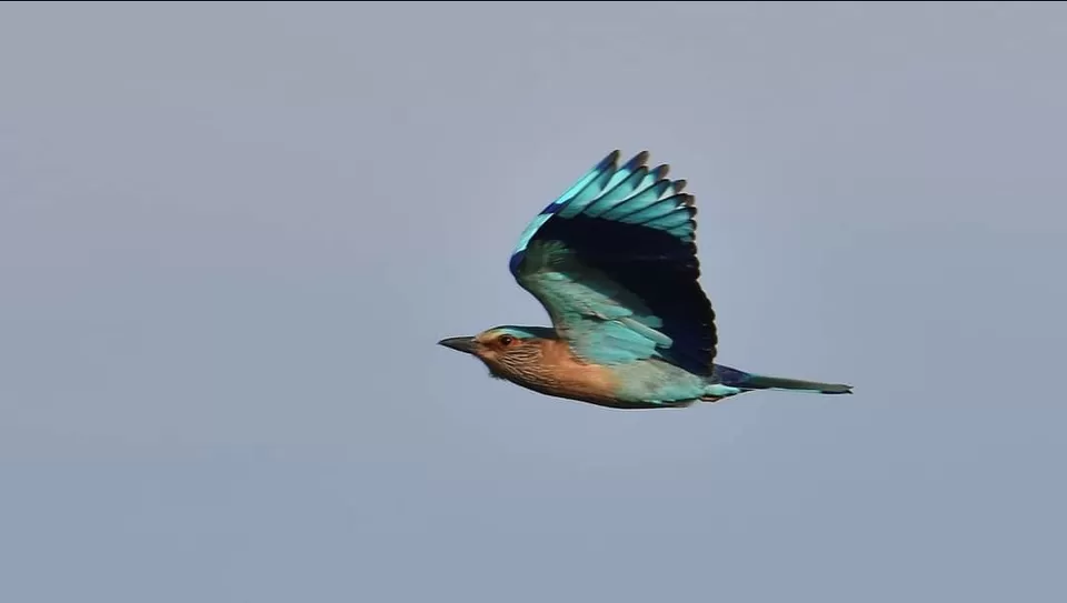 Photo of पक्षियों की अद्भुत दुनिया में तीन अविस्मरणीय दिन... by Kunal Mishra