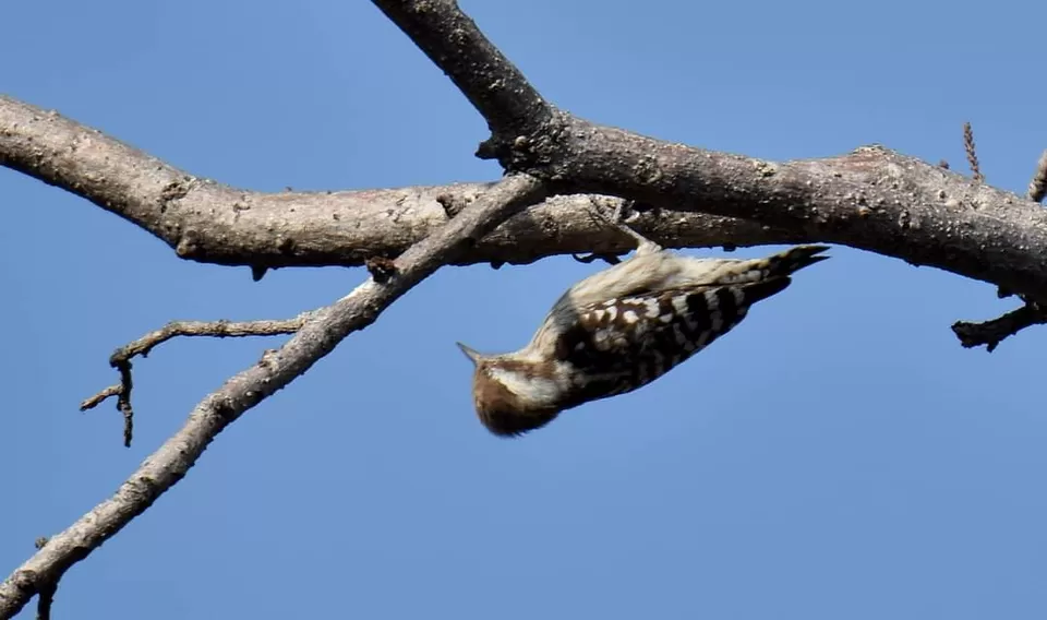 Photo of पक्षियों की अद्भुत दुनिया में तीन अविस्मरणीय दिन... by Kunal Mishra