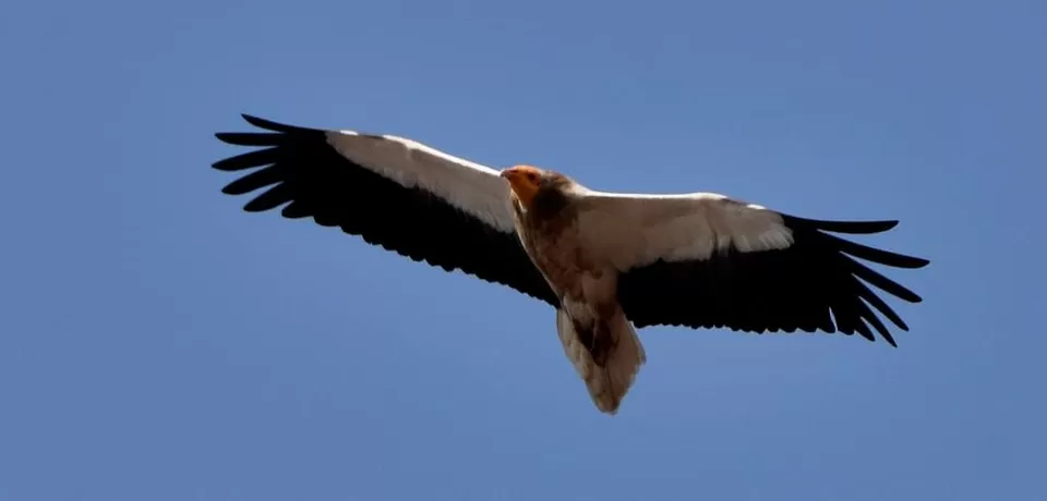 Photo of पक्षियों की अद्भुत दुनिया में तीन अविस्मरणीय दिन... by Kunal Mishra